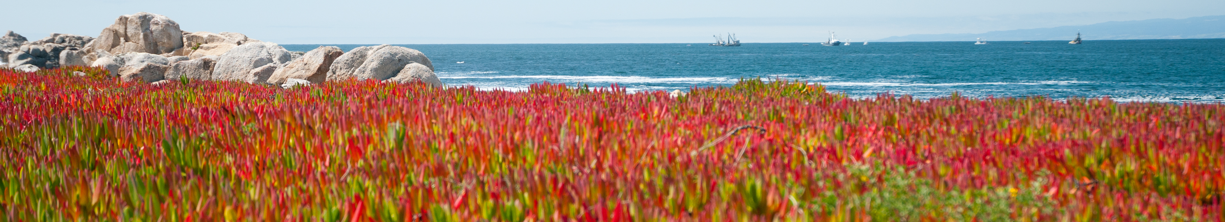 Ice plants in flower, Pacific Grove, CA